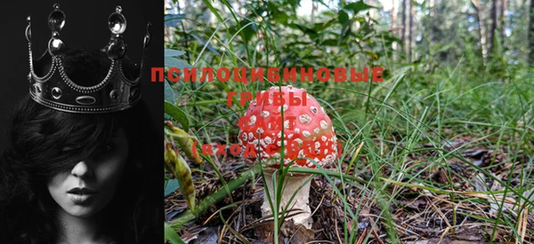 ешки Аркадак